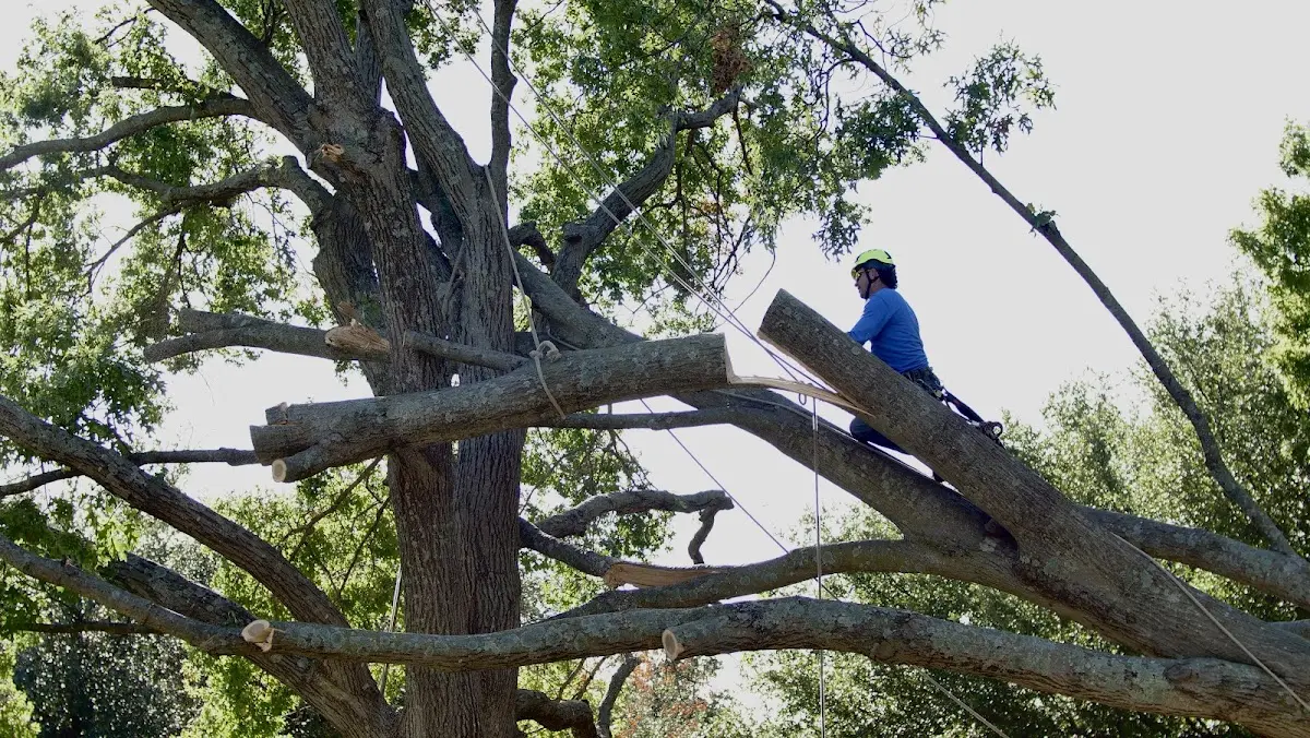 Professional Hazardous Tree Removal performed by certified arborists in Gamaliel